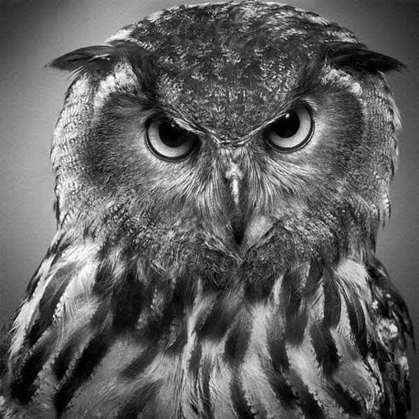 Parece increíble pero no son fotos, son ¡dibujos hechos a lápiz! | De