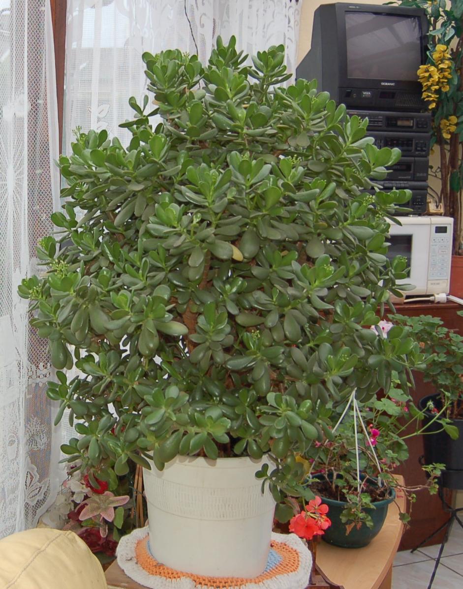 Comment Tailler Un Arbre De Jade Le jardin de Constantine: Arbre de Jade - 2