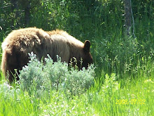 Yellowstone Bear