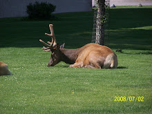 Yellowstone Elk