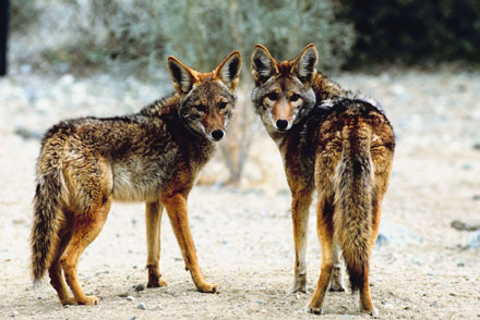 [coyotes.jpg]