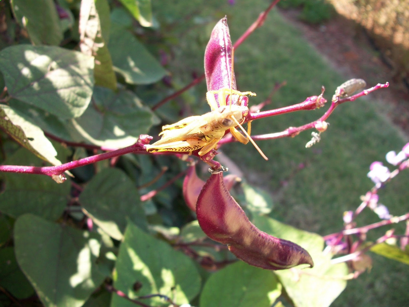 Cats, Kids and Crafts Sweet Pea