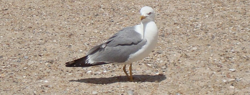 Praia da Nazaré