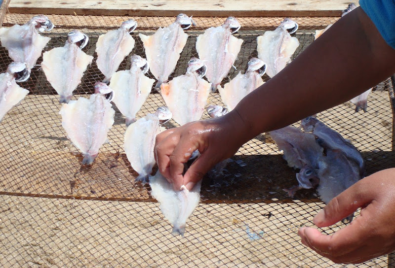 Nazaré secagem do peixe