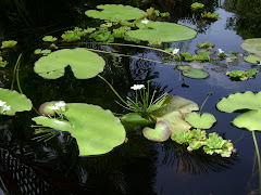PEACE & TRANQUILITY -  Lilies on Lake Koena
