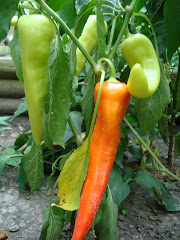 Banana Peppers