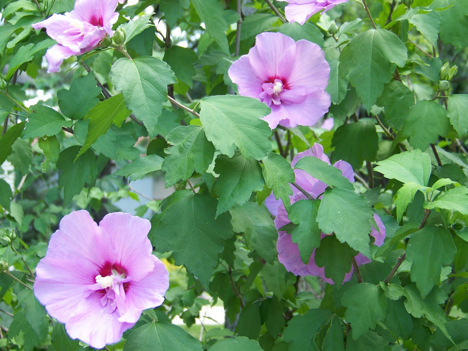 The Quotidian Kit: Rose of Sharon