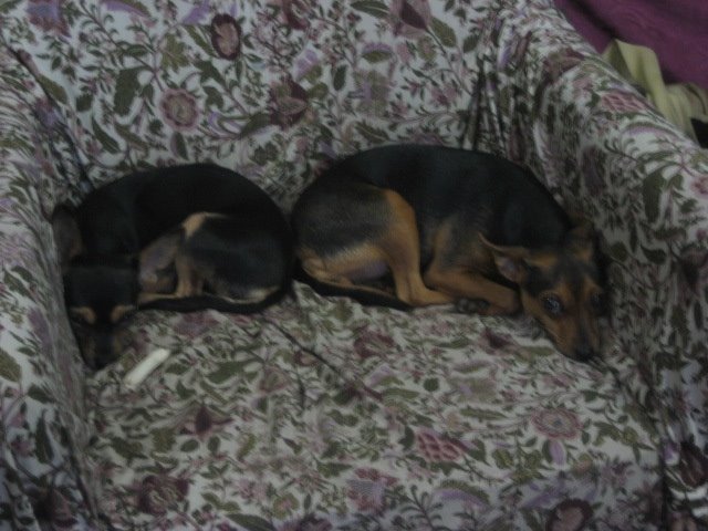 [New+Image+dogs+sleeping.JPG]