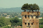 Lucca: la torre dei Guinigi