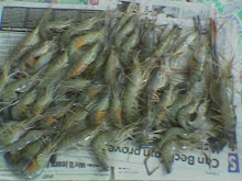 Udang Galah Bongawan