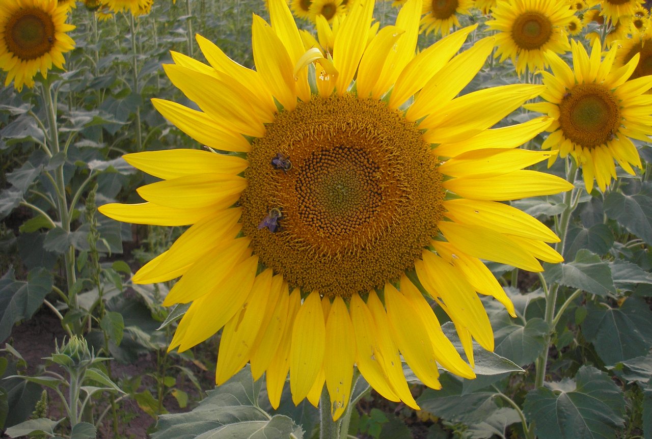 LIBERTY HOMESTEAD SUNFLOWER FIELDS . . . FOREVER