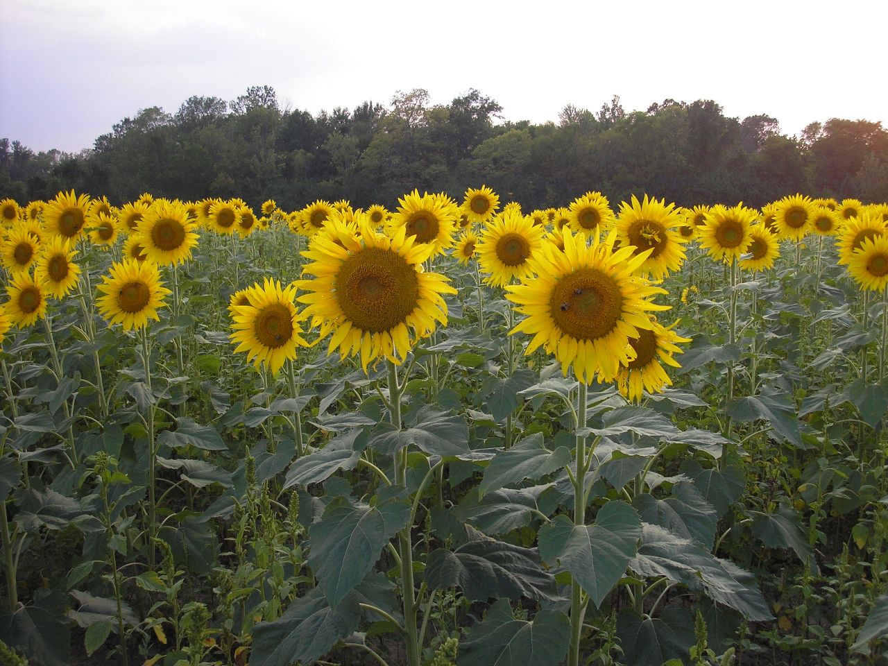 LIBERTY HOMESTEAD SUNFLOWER FIELDS . . . FOREVER