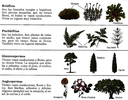 Grupos de plantas