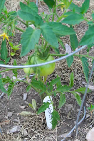 [bigtomato.jpg]