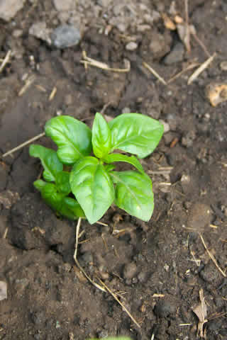 [fromseedbasil.jpg]