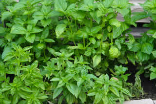 [basil-growing_kalynskitchen.jpg]