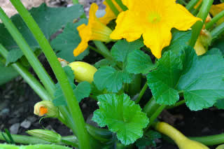 [yellow_squash_kalynskitchen.jpg]