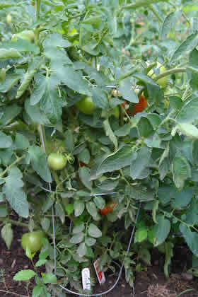 [tomatoes-ripening_kalynskitchen.jpg]