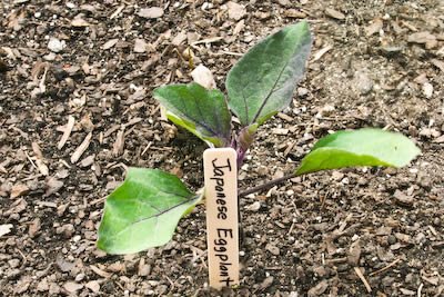[garden-2-j-eggplant-kalynskitchen.jpg]