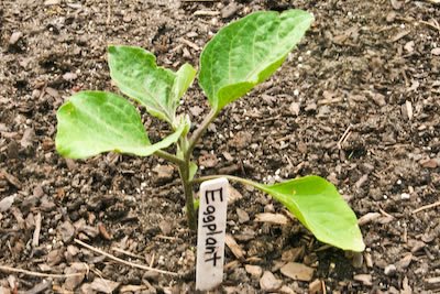 [garden-2-eggplant-kalynskitchen.jpg]