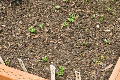 [garden-2-methi-kalynskitchen.jpg]