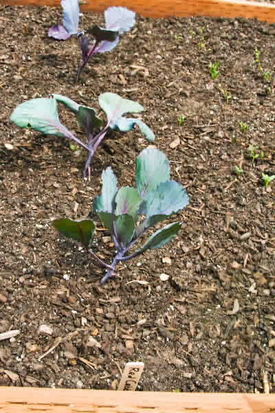 [garden-2-red-cabbage-kalynskitchen.jpg]