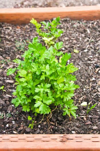 [it-parsley-kalynskitchen.jpg]