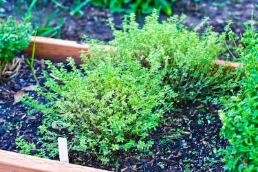 [lemon-thyme-kalynskitchen.jpg]