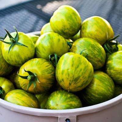 I hope this doesn't create too much tomato envy, but this bucket is one day's pickings from my three Green Zebra tomato plants! Green Zebra Tomatoes