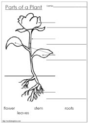 parts of plants work sheet