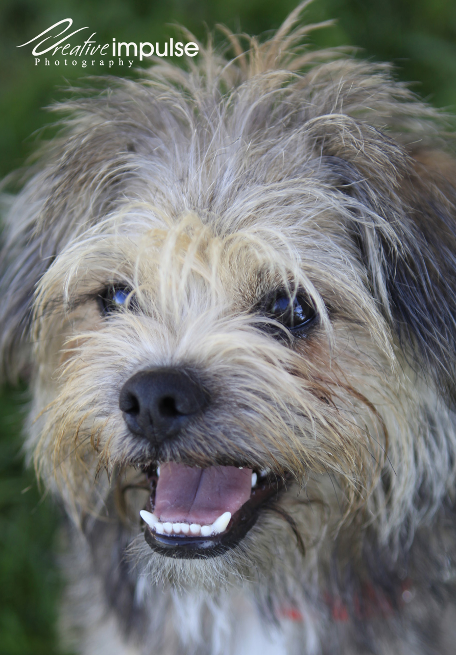 Puppies For Sale Cairn Terrier Pug Mix Dog Breed Cairn Puppies For