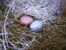 This Blog Has Moved and Joined Eggs In My Pocket Blog