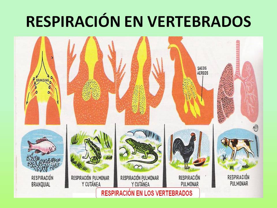 EL BIO BLOG HERRERIANO: RESPIRACIÓN EN LOS SERES VIVOS