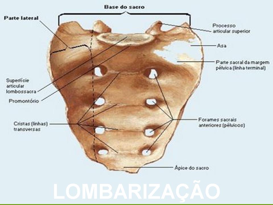 Professor Nelson: Lombarização e Sacralização