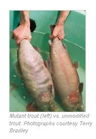 Mancing Gembira: Perbandingan trout normal dan mutan
