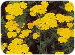 [civan-perçemi.jpg]