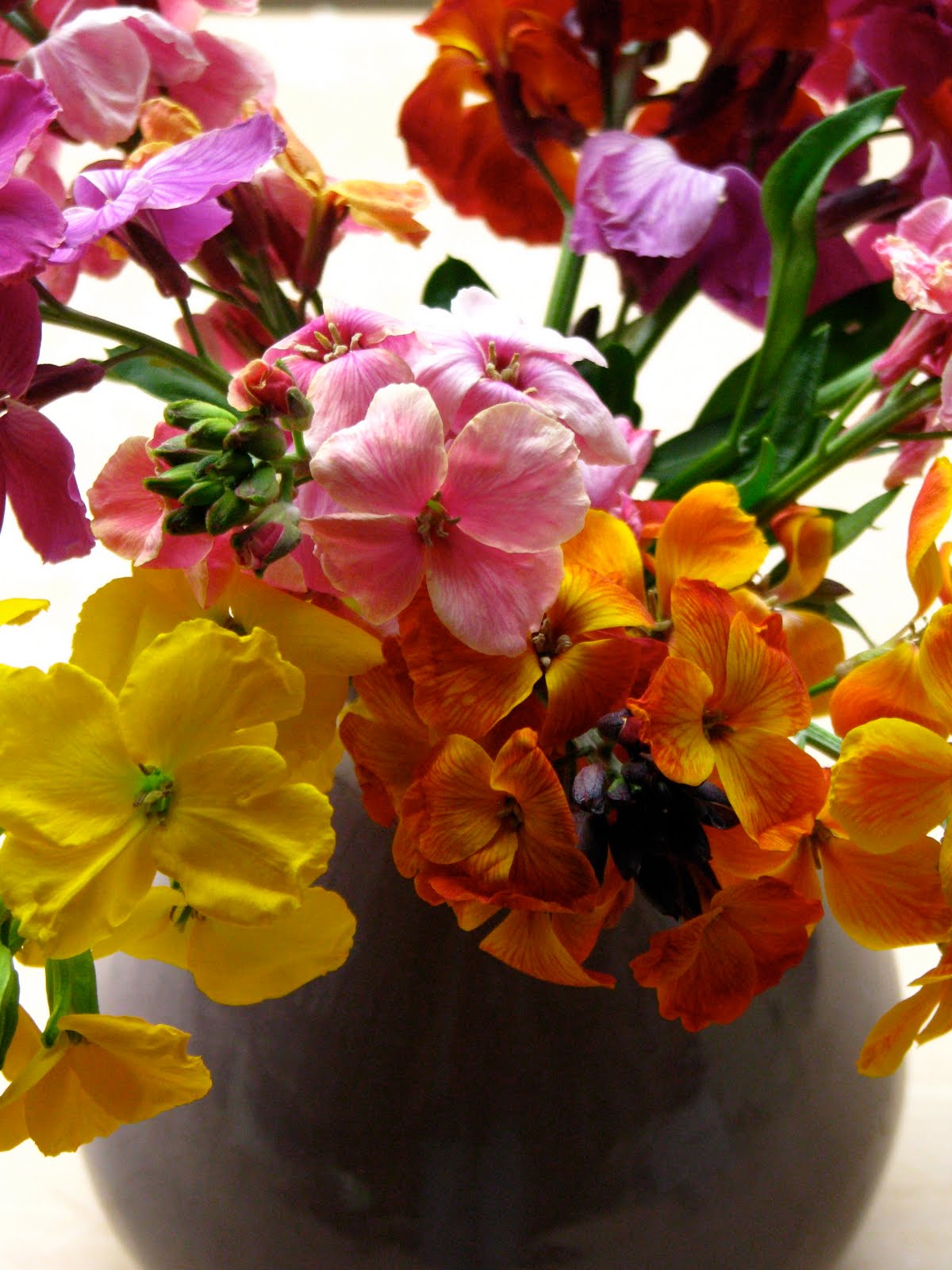 USEFUL or BEAUTIFUL The wallflower