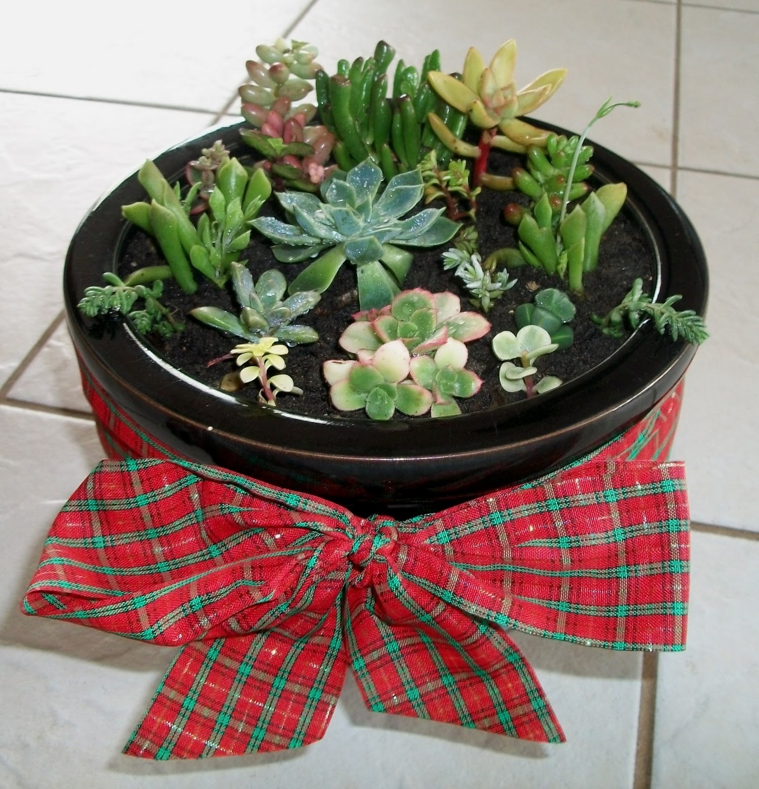Al's Plants For Sale Christmas Gift Pots