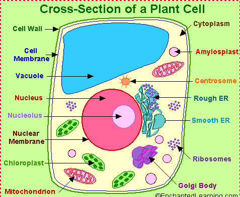 Biologi SPM: Sel haiwan dan Sel tumbuhan