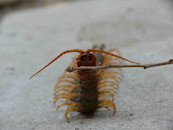 centipede headed fangs venomous predators yes guys