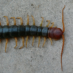 centipede head headed millipede giant difference between centipedes millipedes tell know