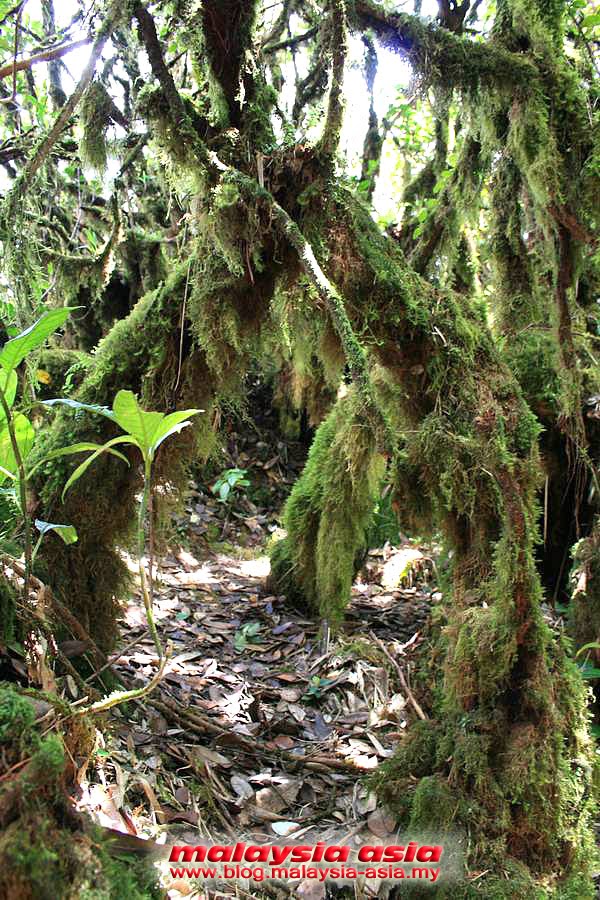 Malaysia Mossy Forest