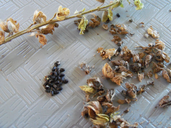 Harvesting Basil Seeds The Herb Gardener