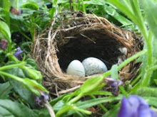 nest and eggs