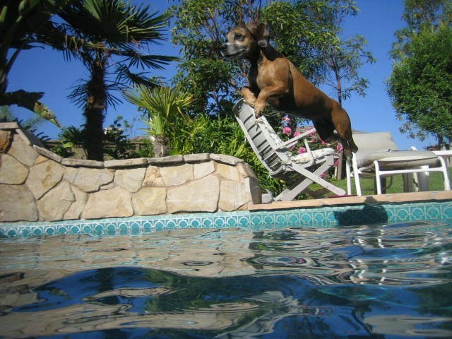 Fly_Dogs_9.jpg
