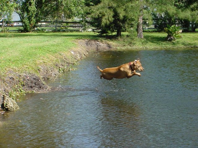 Fly_Dogs_13.jpg