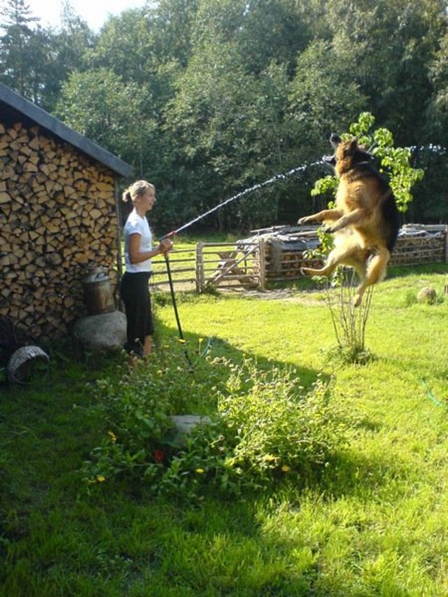Fly_Dogs_18.jpg