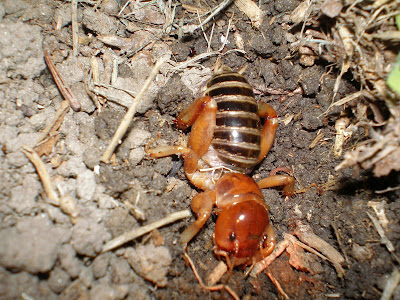 Stuff I Found: Potatoe Bug!!!!!