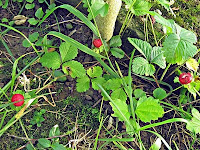 Scheinerdbeere (Potentilla indica)
