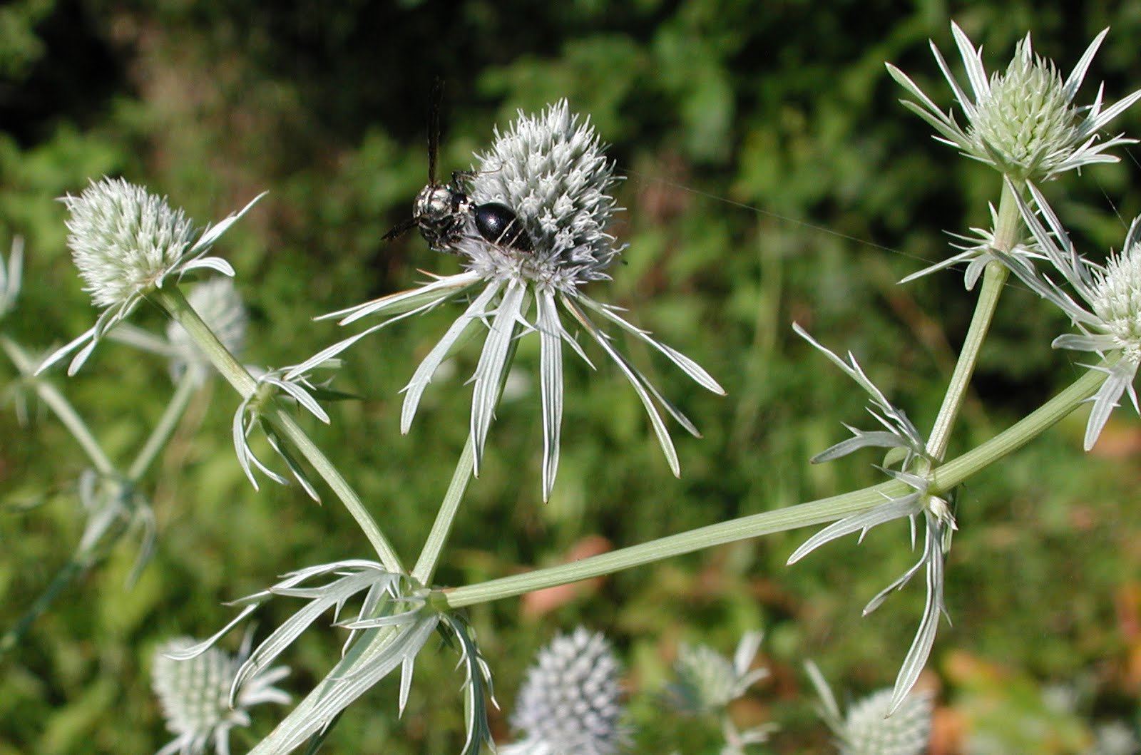 utan stängsel Peter Gaunitz Landskapsdesign Martorn i dammen